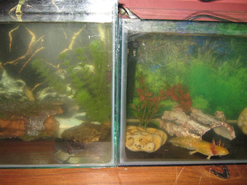 neighbours till i get a long/bigger tank ... i have put them all together when cleaning the tanks out and they dont seem to care