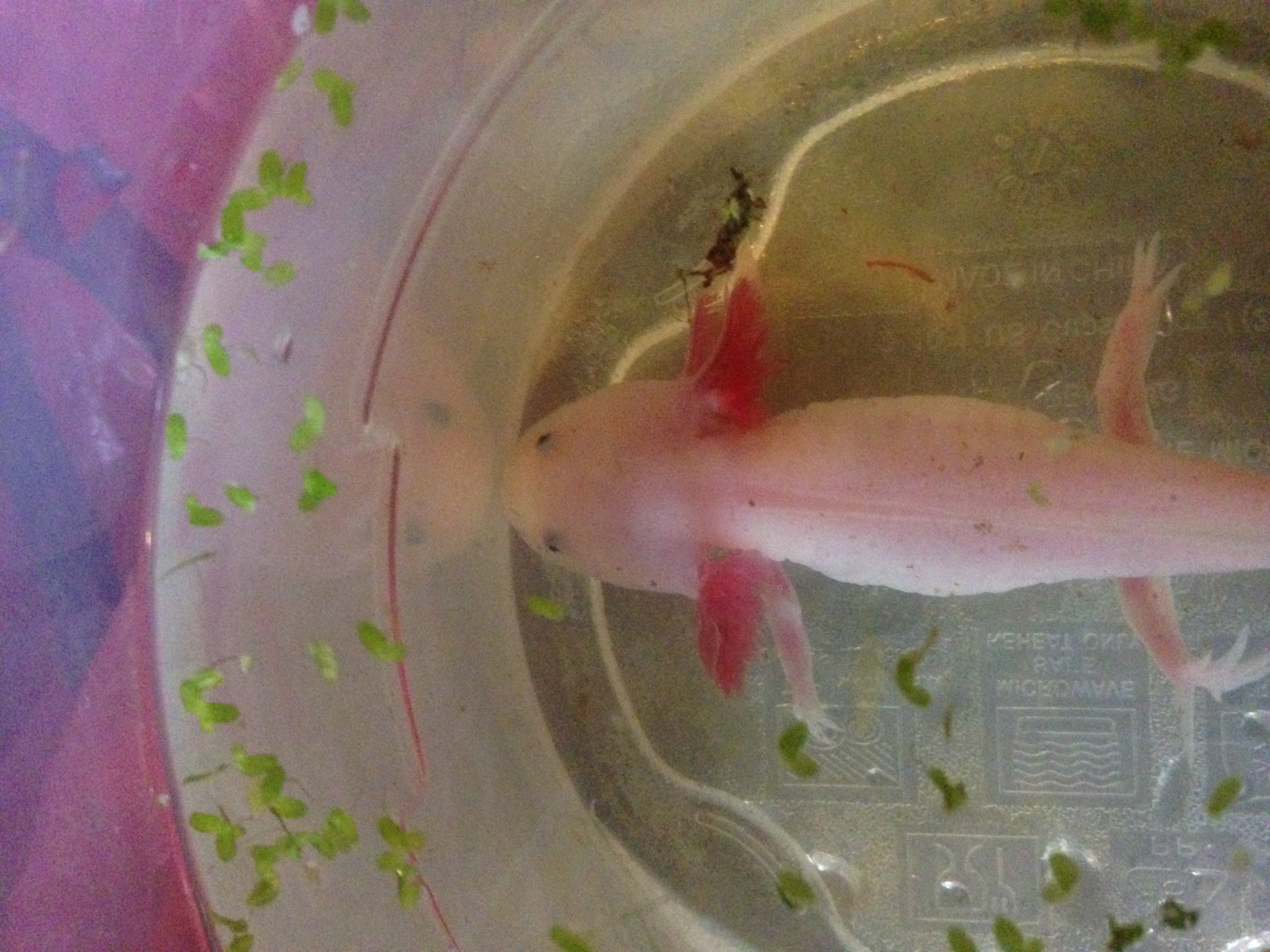 Neo