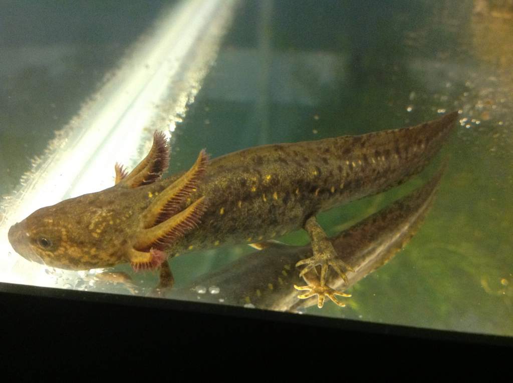 Neotenic Female