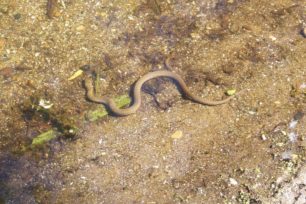 Nerodia sp.