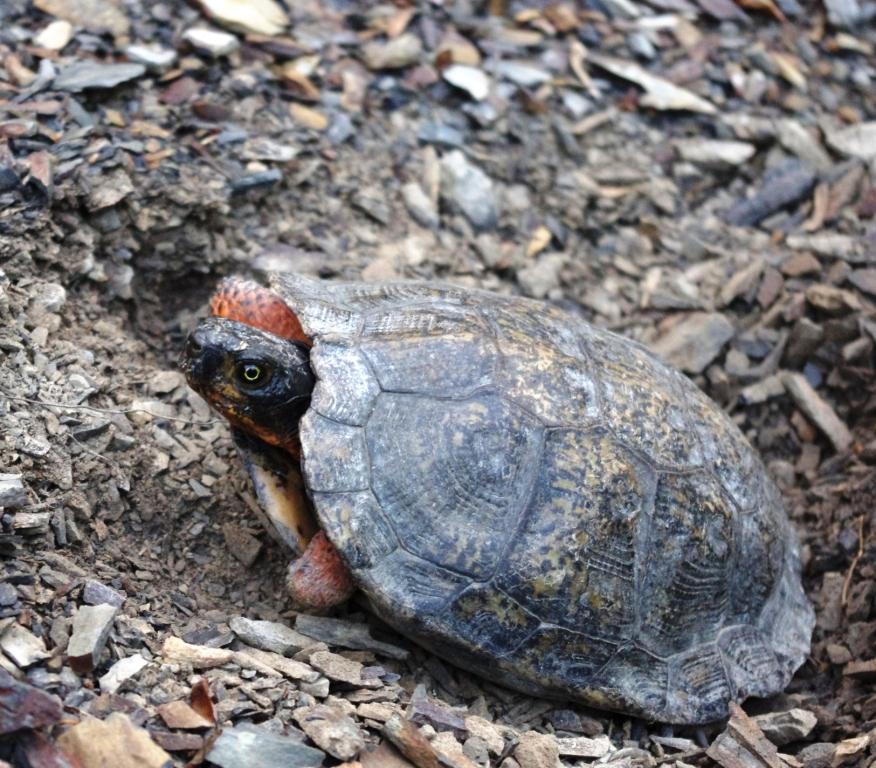 Nesting wood turtle.