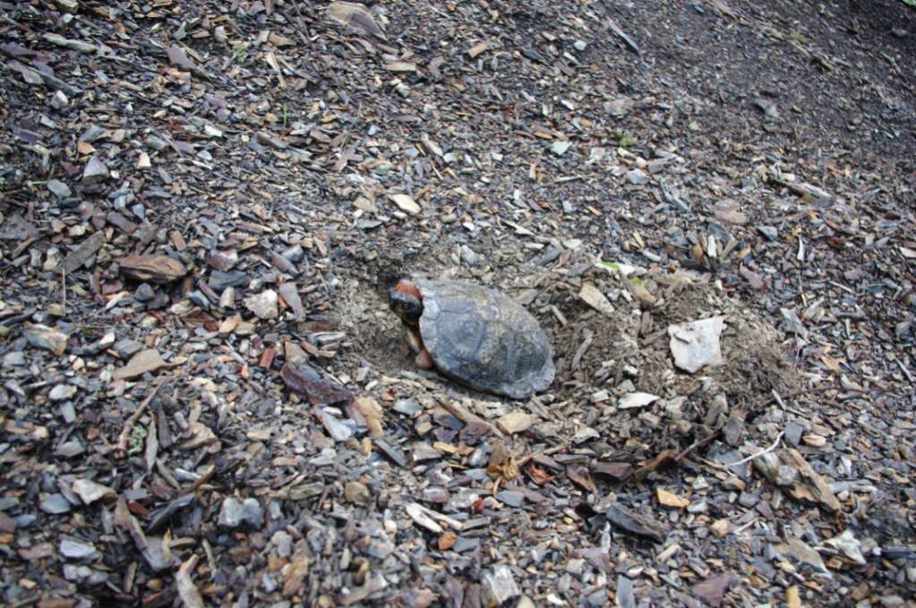 Nesting wood turtle.