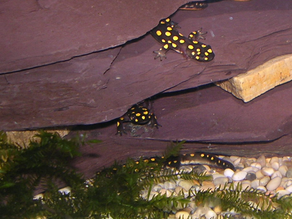 Neurergus strauchi