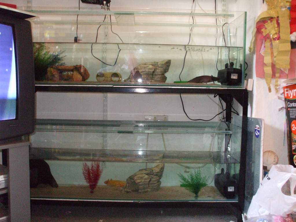 New 4ft Tanks
Canaq + Djinn are in the top tank + Ddraig is in the bottom tank.

(Only just set up + nowhere near finished - need more hides + will be