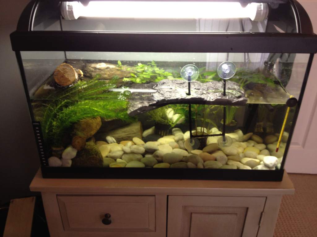 New 60L aquarium