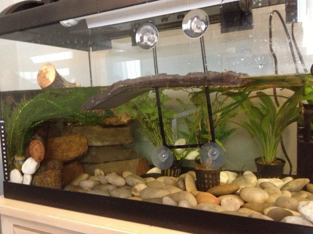 New 60L aquarium