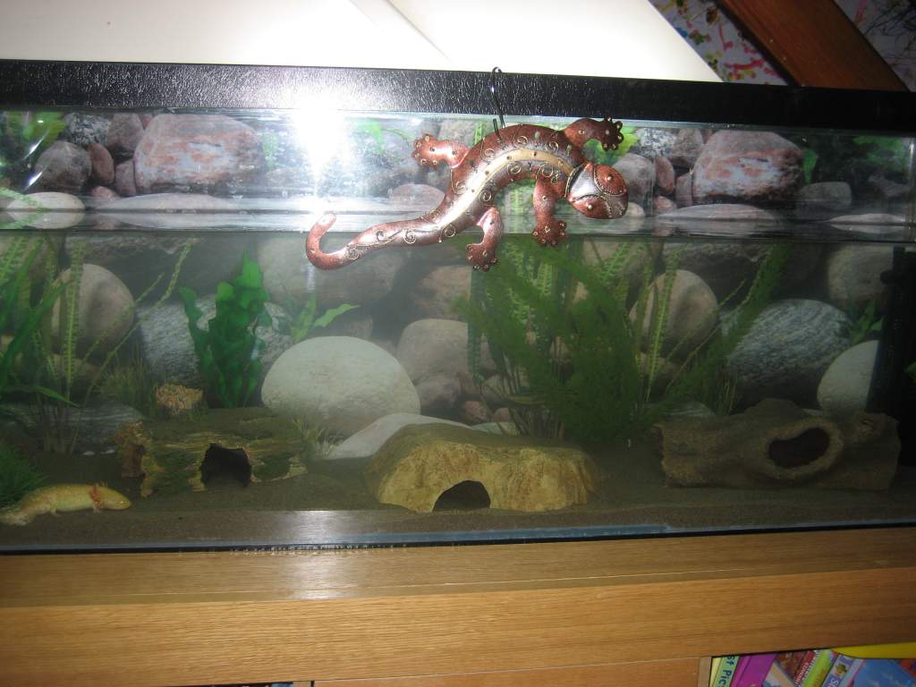 new axie tank 012