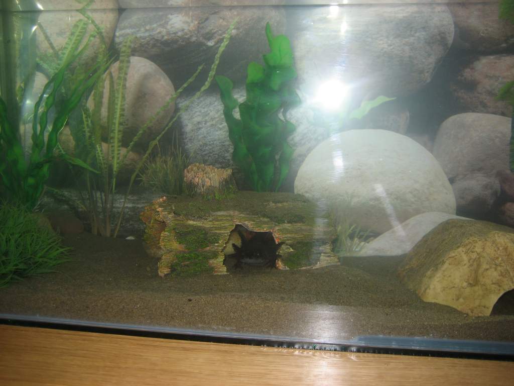 new axie tank 018