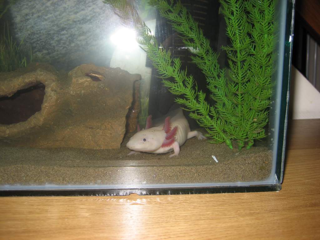 new axie tank 040
