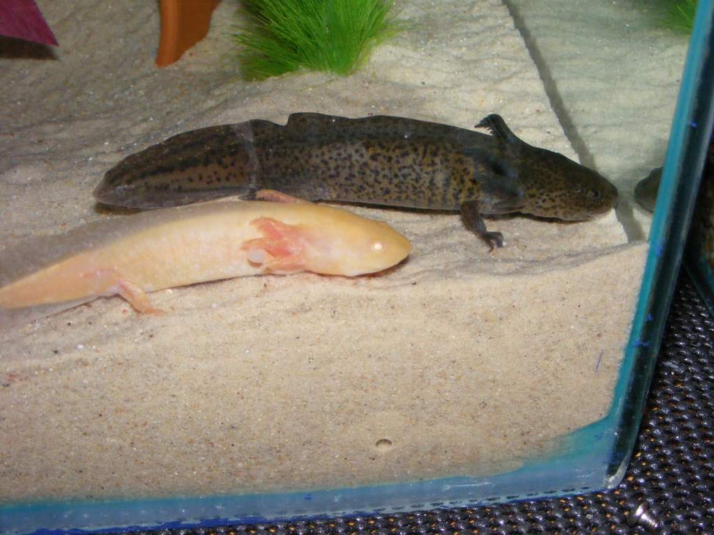 new axolotls 092