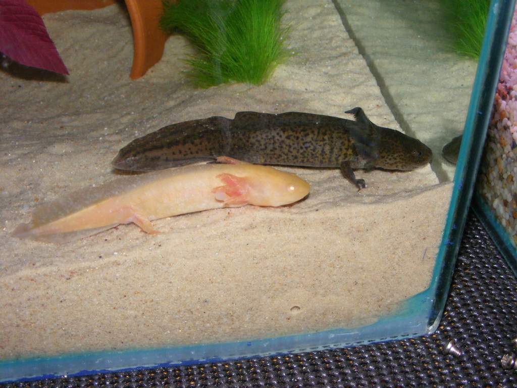 new axolotls 095