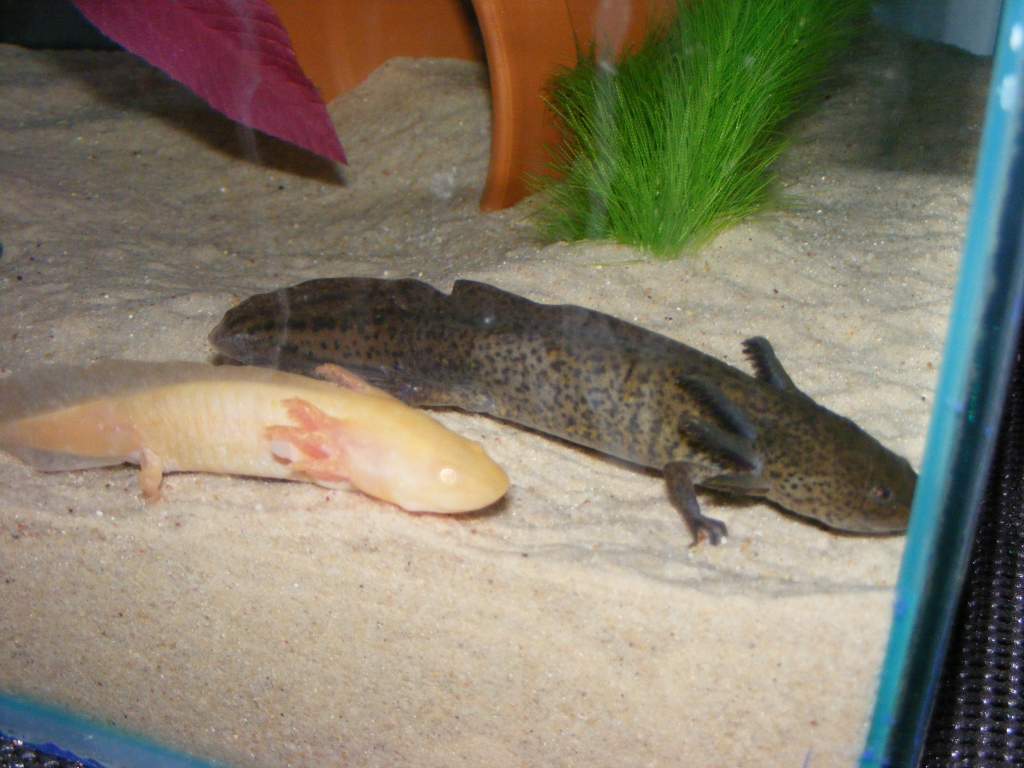 new axolotls 096