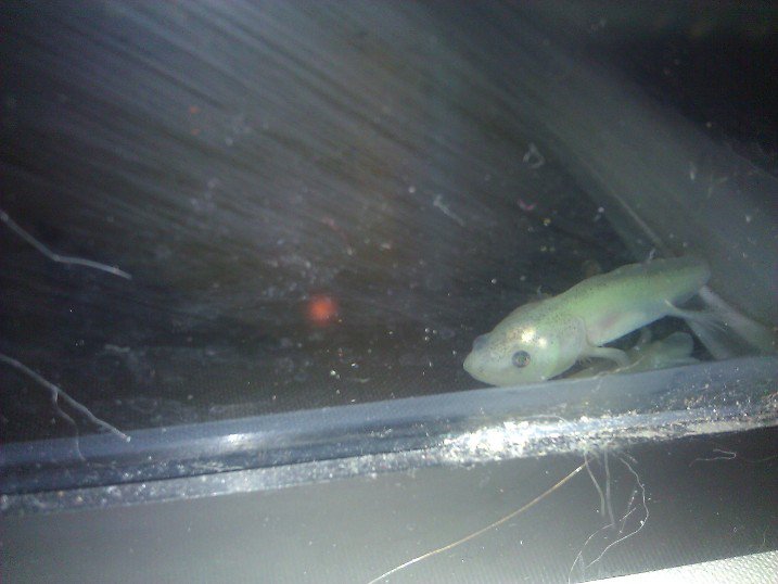 New baby axie. :]