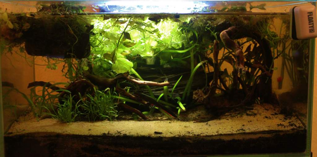 New bog wood in my newt tank.
