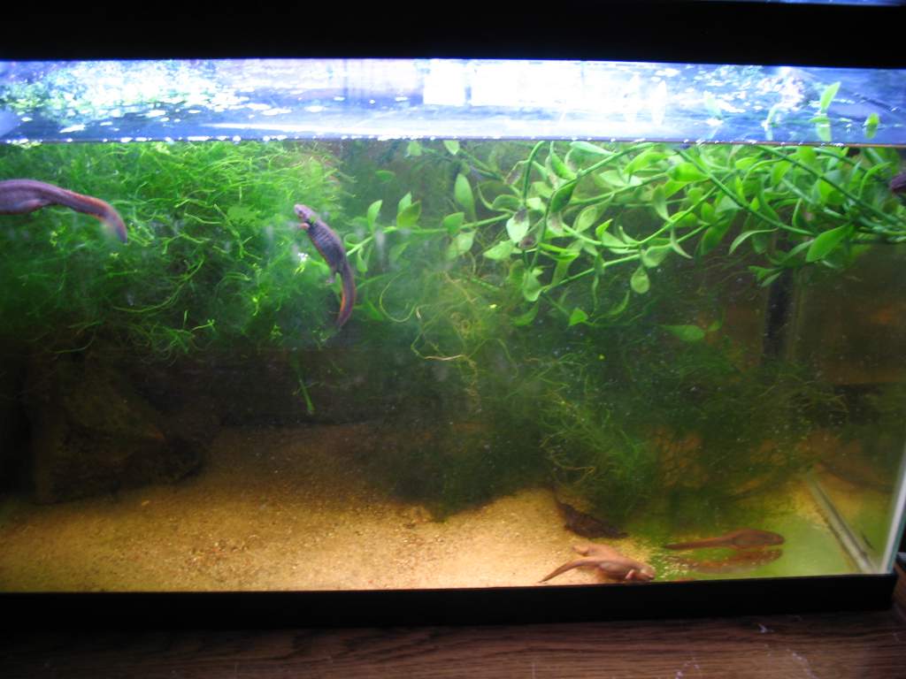 New C. cyanurus setup, more aquatic.
