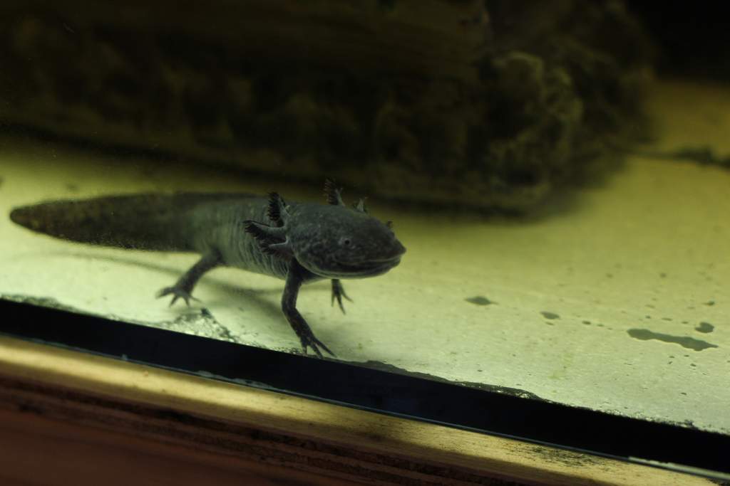 New camera & lenses for my 18th the other week, up to date Charlie pics.
