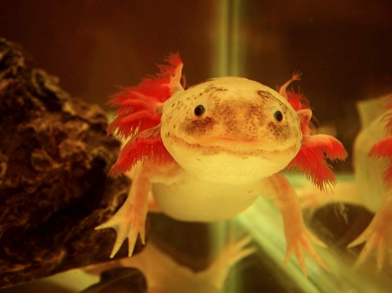 New feathers growing on his top left gill! (looks like a hand hahaha)