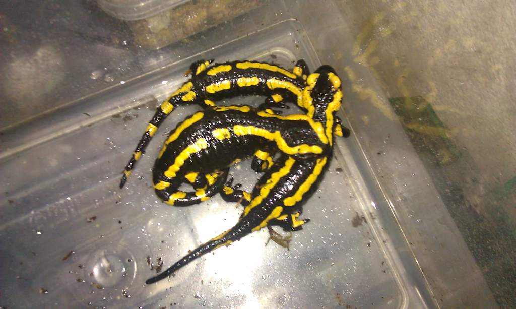 New Fire Salamanders, 2 x Female, 1 x Male