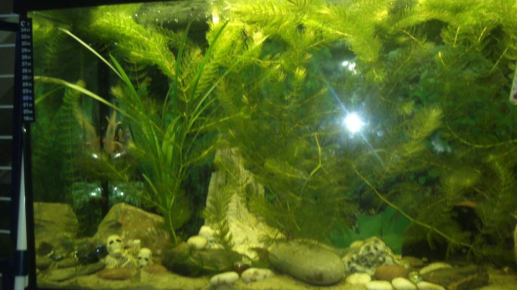 new grass mwahaha i can climb it