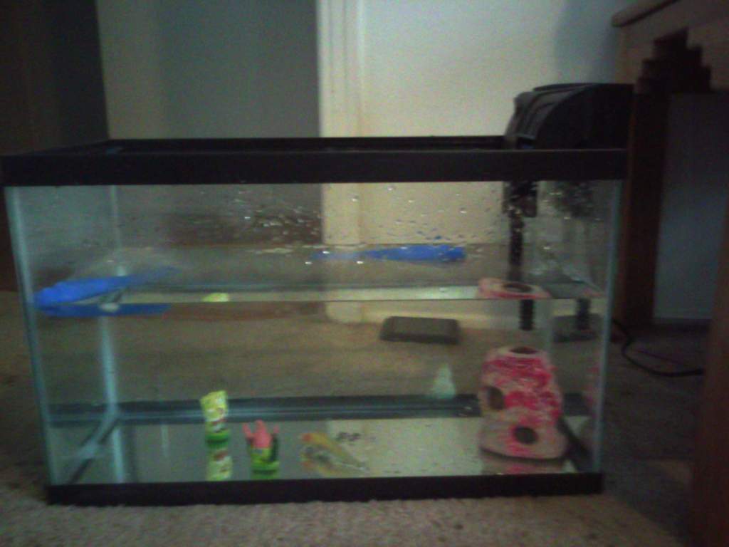 New gravel free tank (right before he was placed in sanctuary)