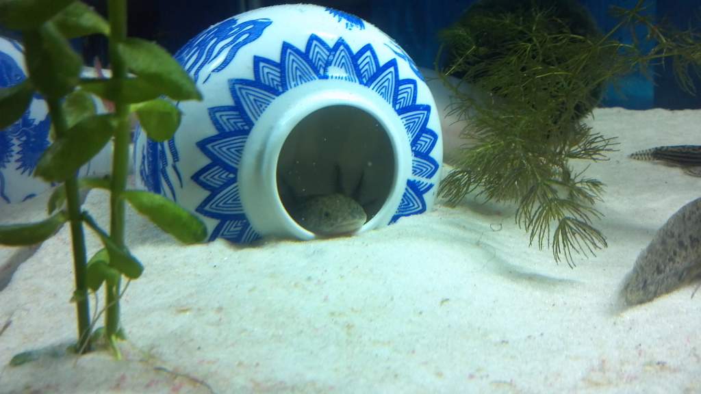 New Hide