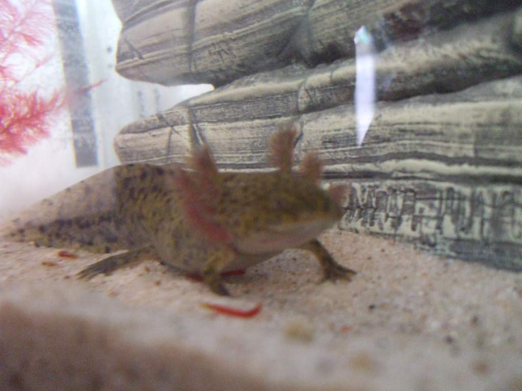 New Home In 3ft Tank (Photo #1 - Canaq)
17/09/10