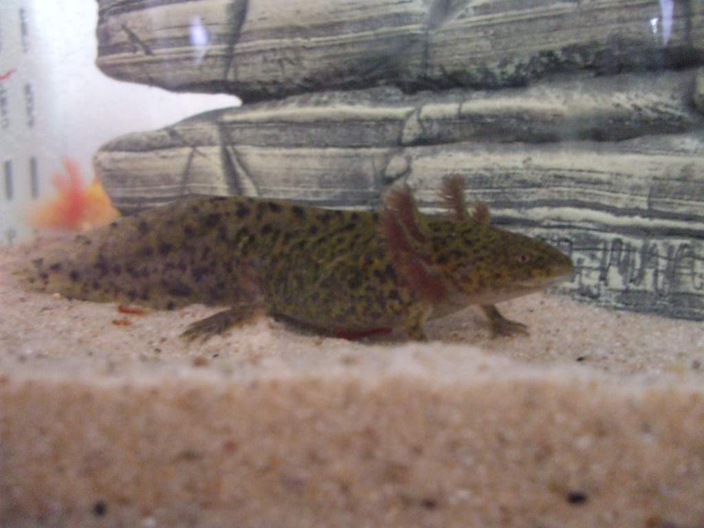 New Home In 3ft Tank (Photo #3 - Canaq)
17/09/10