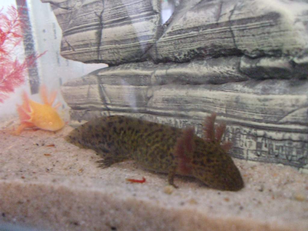 New Home In 3ft Tank (Photo #4 - Canaq + A Golden)
17/09/10