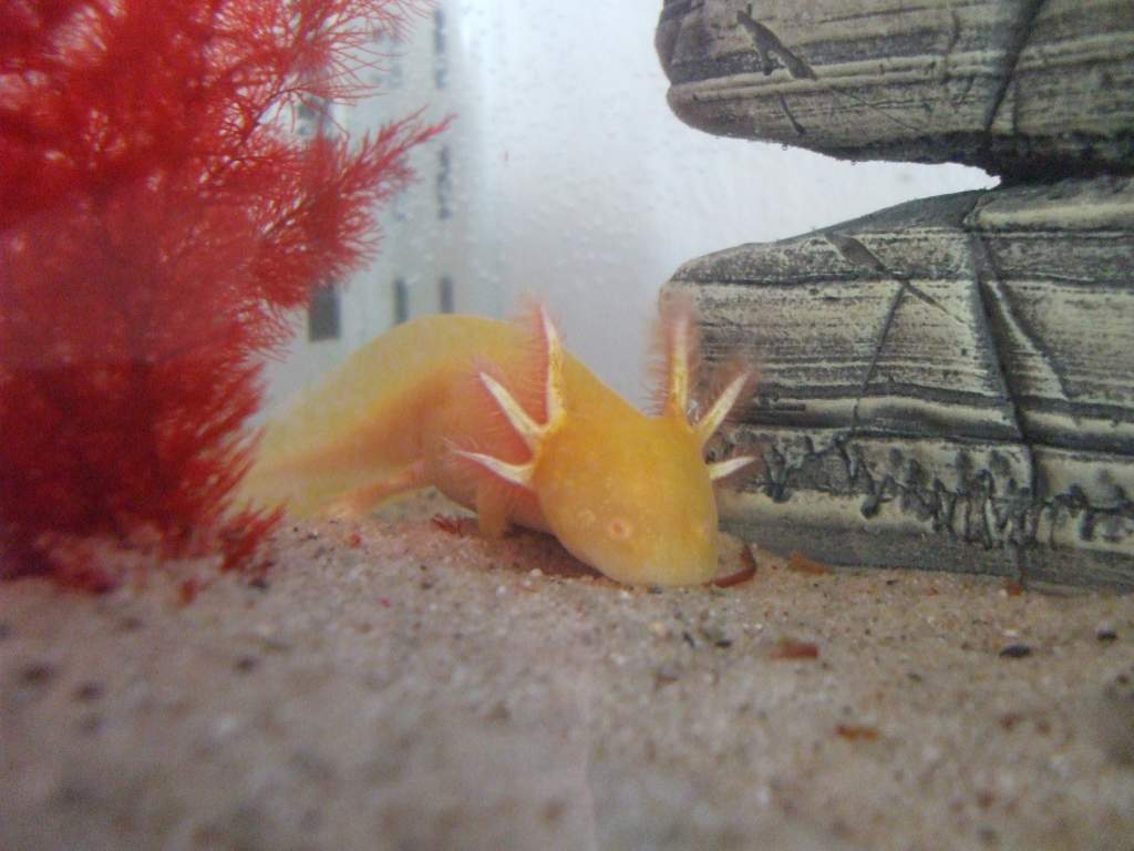 New Home In 3ft Tank (Photo #5 - 1 Of The Goldens)
17/09/10