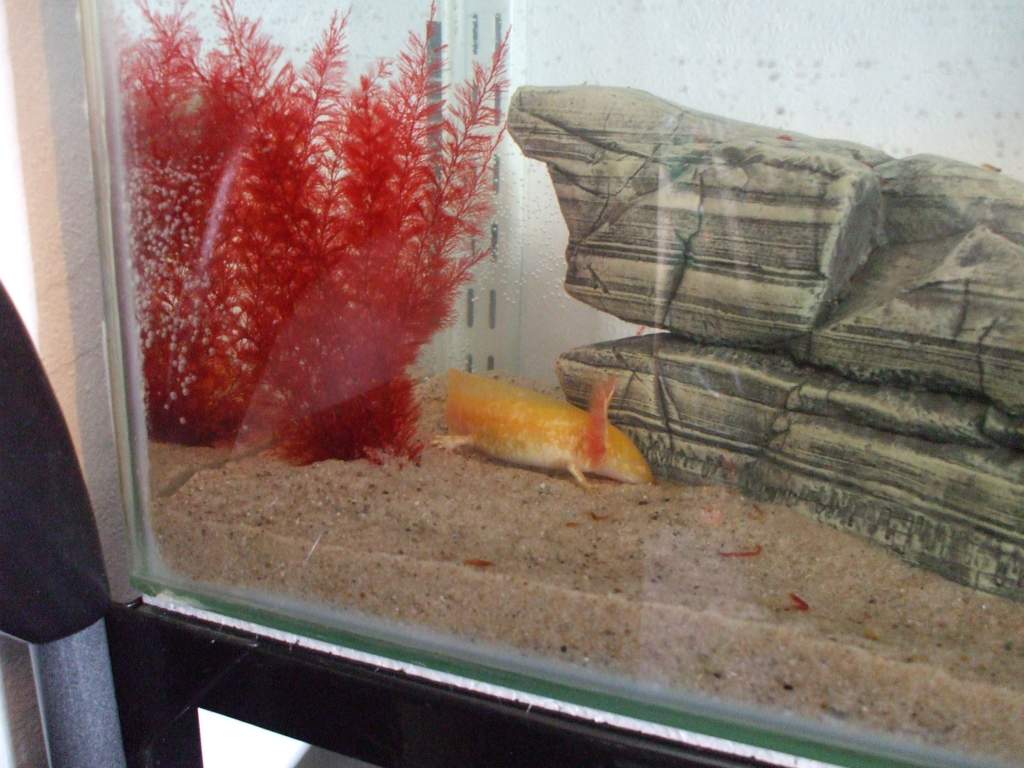 New Home In 3ft Tank (Photo #6 - 1 Of The Goldens)
17/09/10