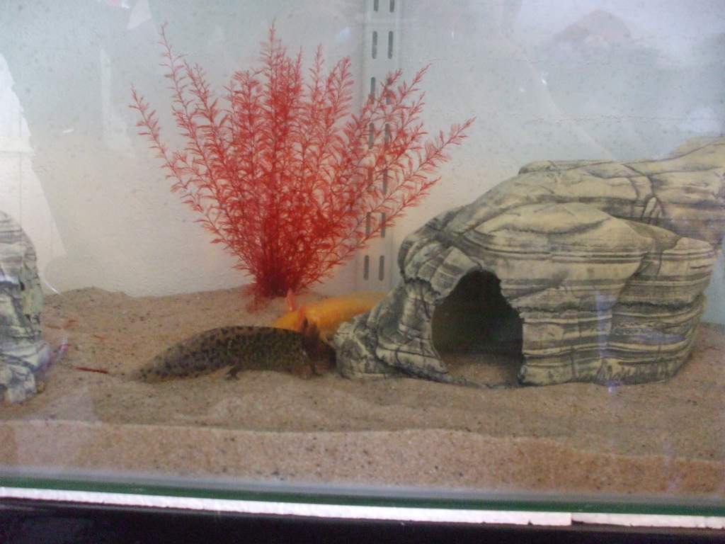 New Home In 3ft Tank (Photo #7 - Canaq + 1 Of The Goldens)
17/09/10