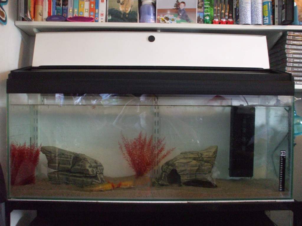 New Home In 3ft Tank (Photo #8)
17/09/10