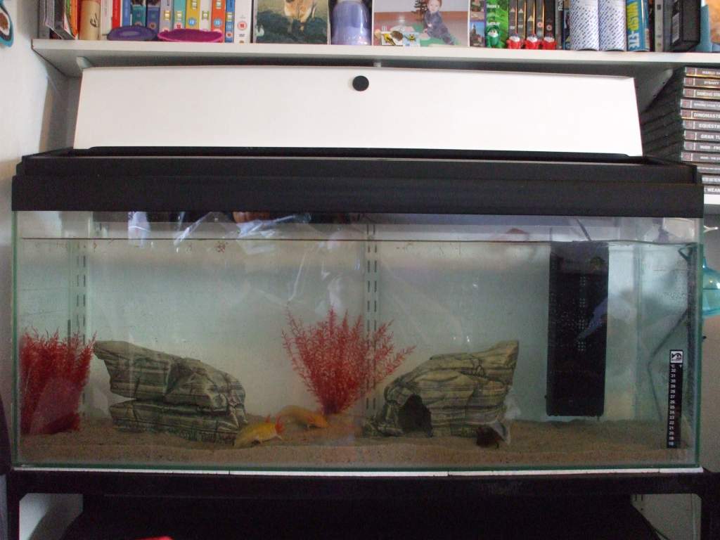New Home In 3ft Tank (Photo #9 - Exploring!)
17/09/10