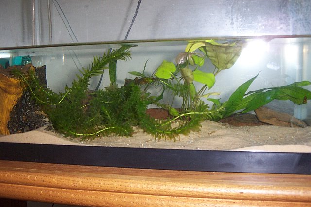 new sand noto full tank view