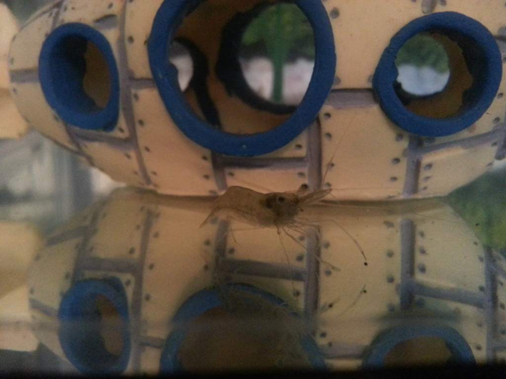 New tank "friend" Bernard.