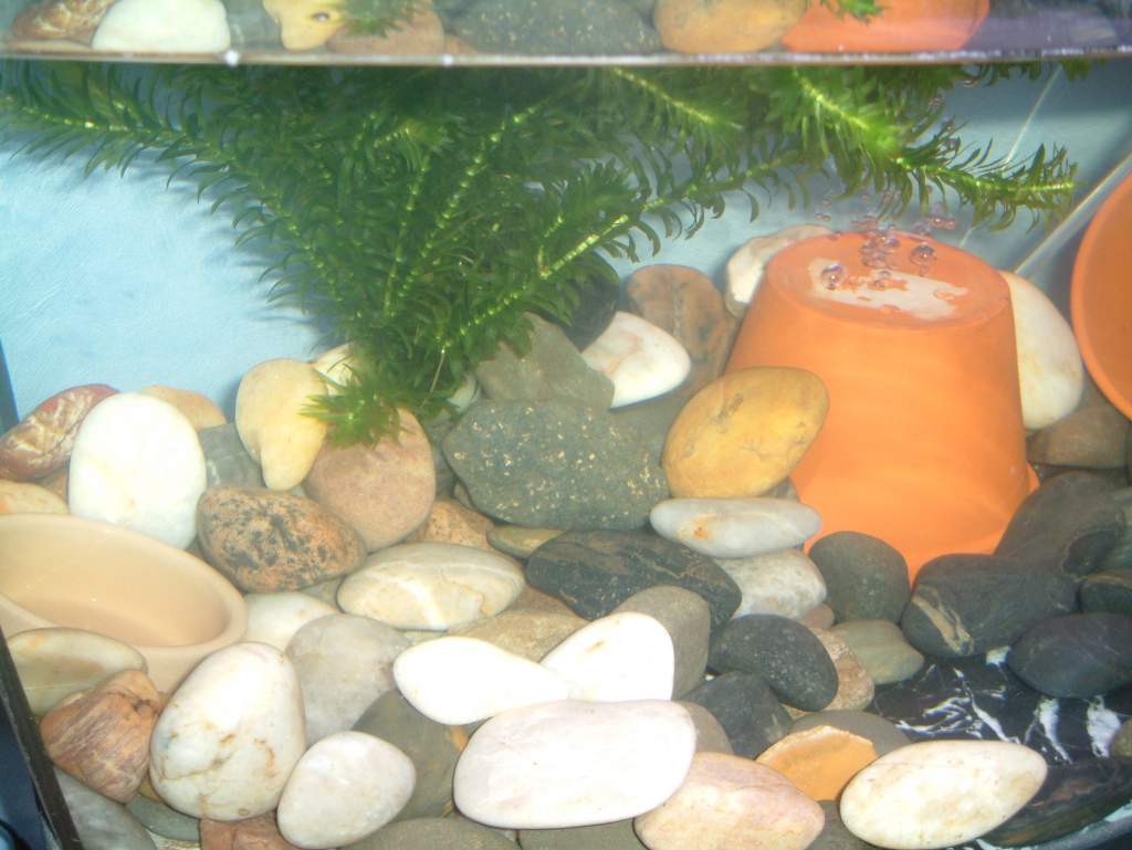 new tank layout plant and bowl