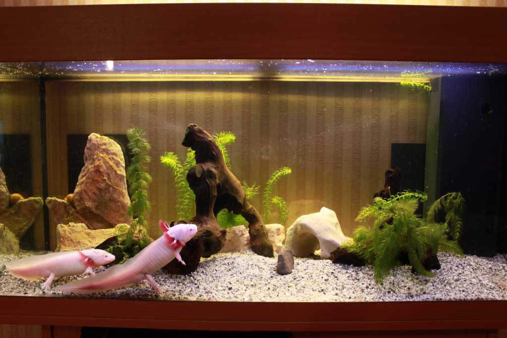 New tank with more stuff