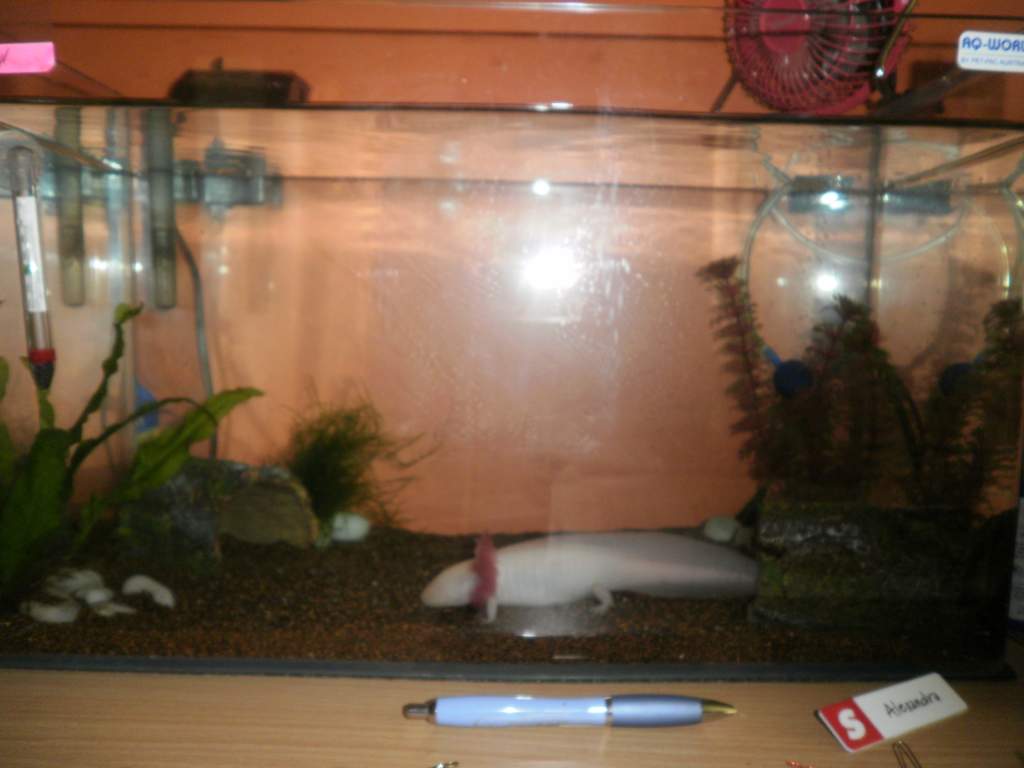 New tank