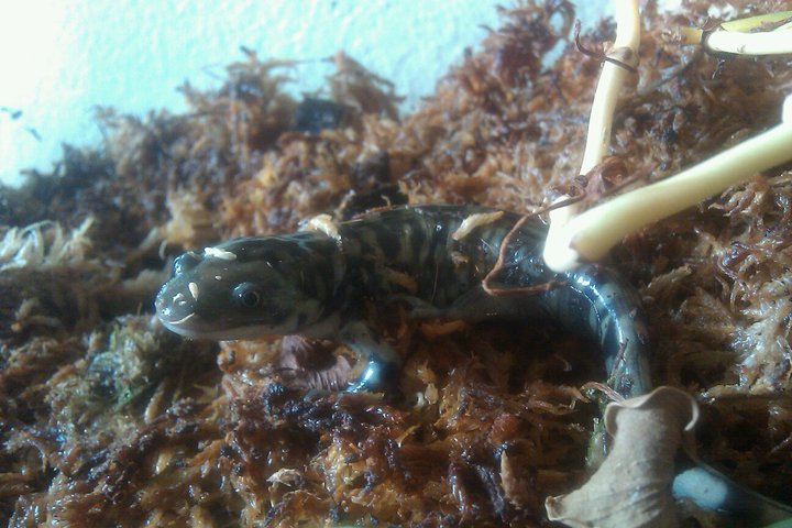 New Tiger Salamander