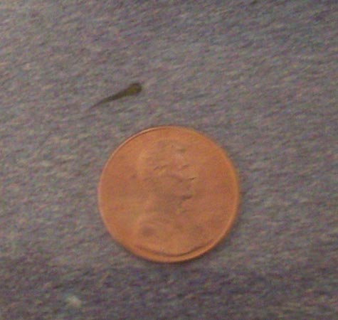 Newborn(newhatched?) axolotl, next to a penny.