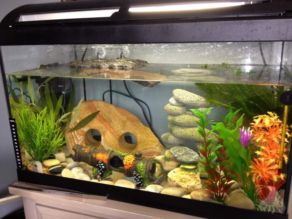 newsetup