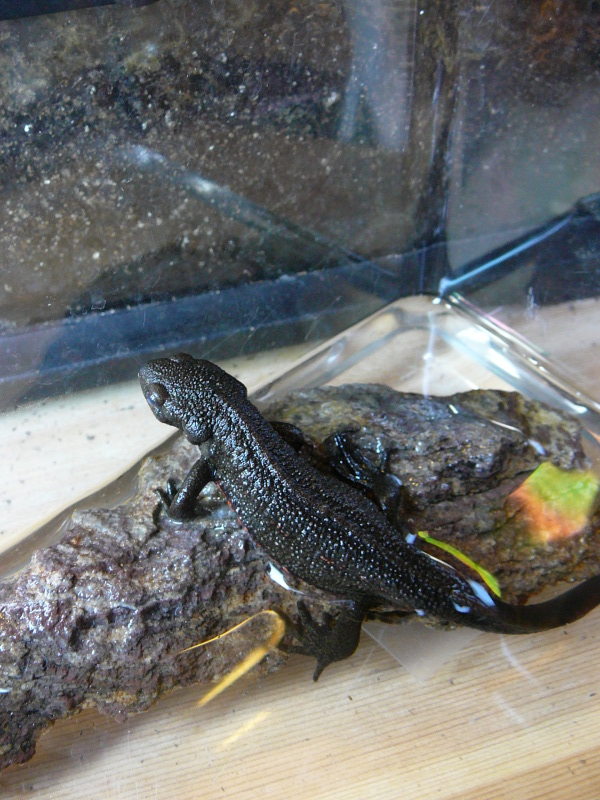 newt back - housed in quarantine because of cloudy eye