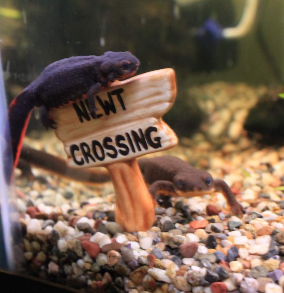Newt Crossing!