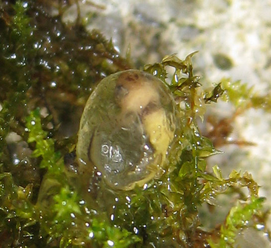 Newt egg, unknown species, north-central Croatia.