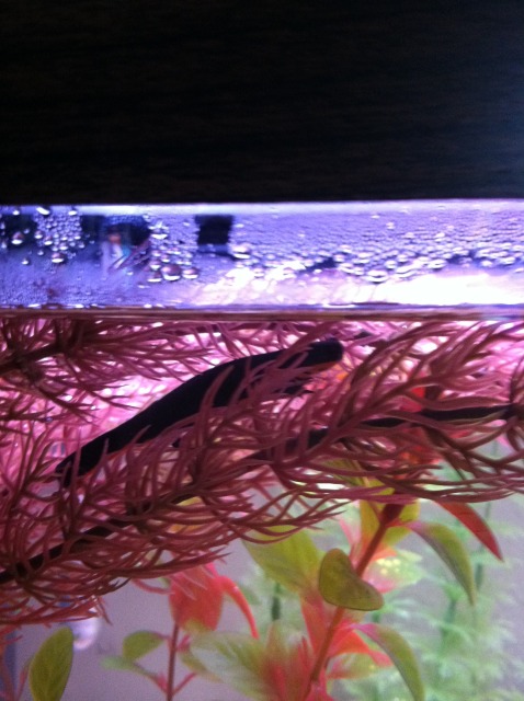 Newt hiding