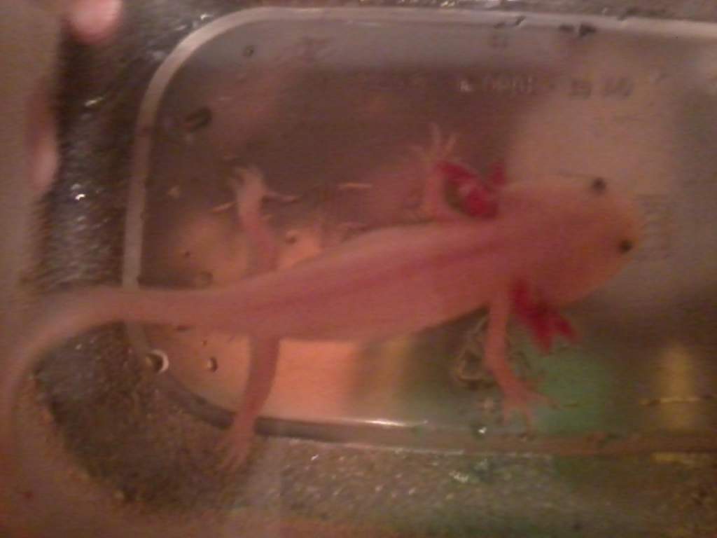 newt is getting so big.