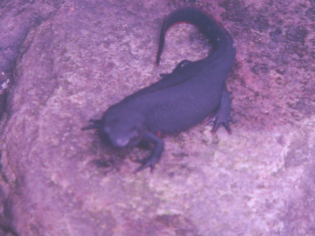 newt or newty - not sure which