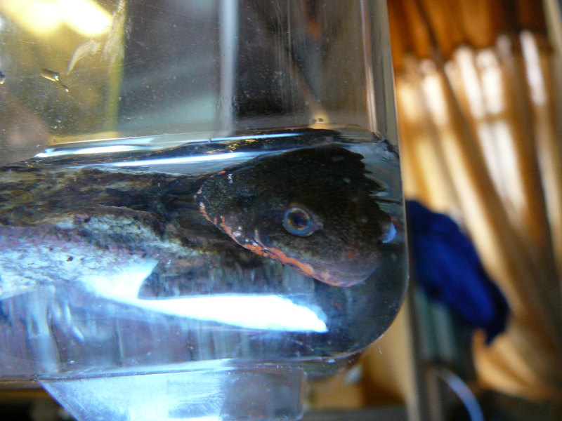 newt righteye - can see the normal looking right eye and the profile of the cloudy left eye - housed in quarantine because of cloudy eye - got camera 