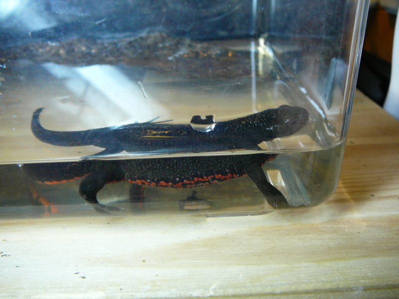 newt side - housed in quarantine because of cloudy eye