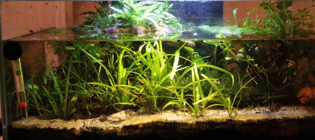 Newt tan and mossy island in Nov